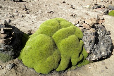 Musk. Yareta Azorella. Peru