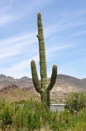 Cactus. Arizona. United States of America