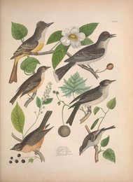 Image 961389016