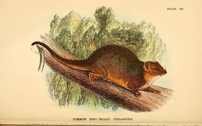 Image 961389952