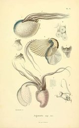 Image 961395960