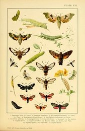 Image 961399265