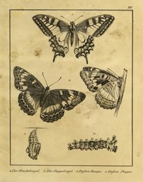 Image 961399867