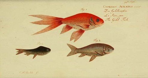Image 961402785