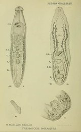Image 961402849