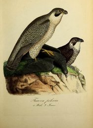 Image 961406360