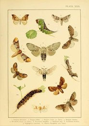 Image 961409734