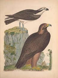 Image 961415057