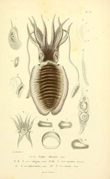 Image 961417185