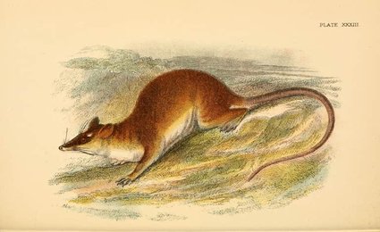 Image 961417238