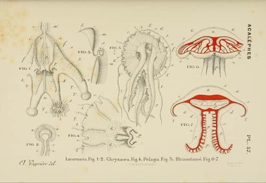 Image 961419799