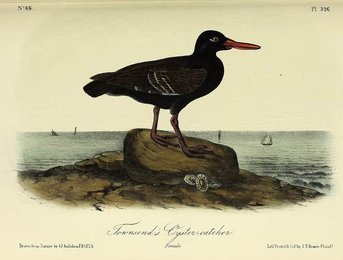 Image 961420953