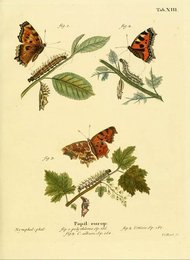 Image 961421622
