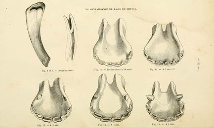 Image 961422453