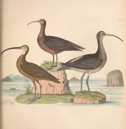 Image 961425533