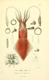 Image 961426262