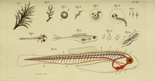 Image 961428771
