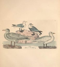 Image 961428829