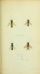 Image 961429100