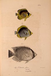 Image 961429189