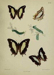 Image 961429519