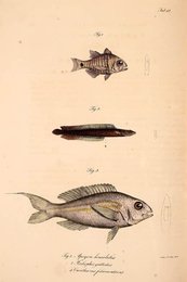 Image 961430147
