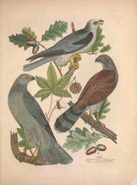 Image 961431908