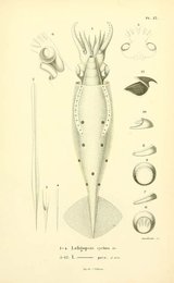 Image 961432032