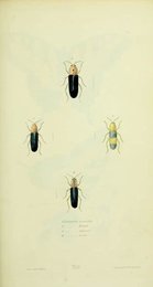 Image 961432253