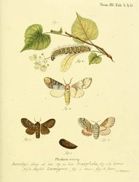 Image 961432534
