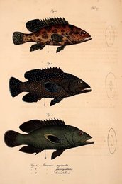 Image 961434139