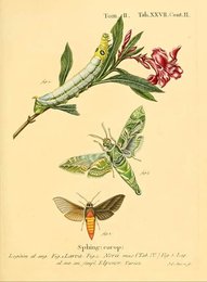 Image 961435761