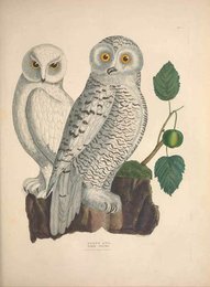 Image 961437532