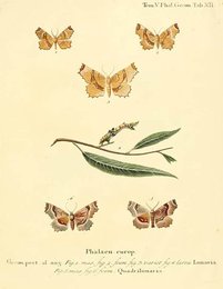 Image 961440249