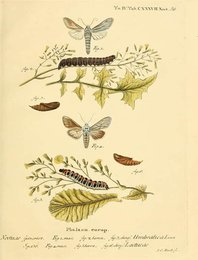 Image 961440487