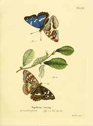 Image 961440504