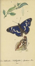 Image 961441700