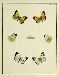 Image 961445330