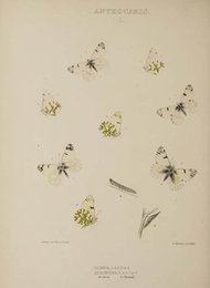 Image 961448006