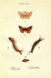 Image 961451950