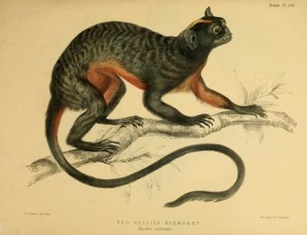 Image 961454973