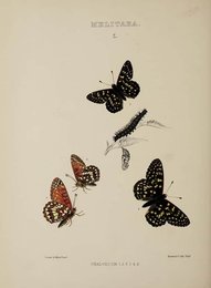 Image 961502556