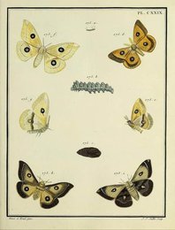 Image 961613089