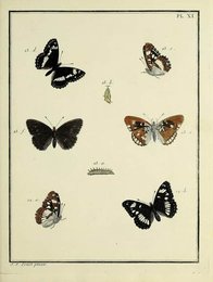 Image 961698255