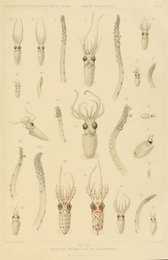 Image 961698695