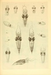 Image 961723880
