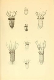 Image 961903264
