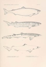 Image 961903271