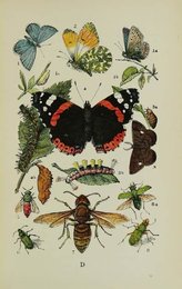 Image 961904126