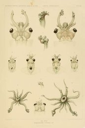 Image 961930060